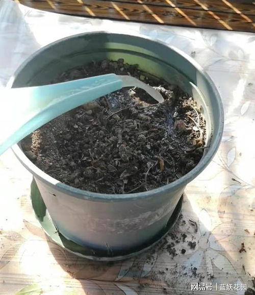秋日煥新 舊花盆土三天變身肥沃營養土，藍妖教你簡單操作
